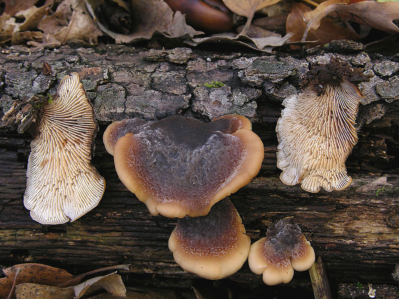 Lentinellus ursinus (Fr.) Kuhner